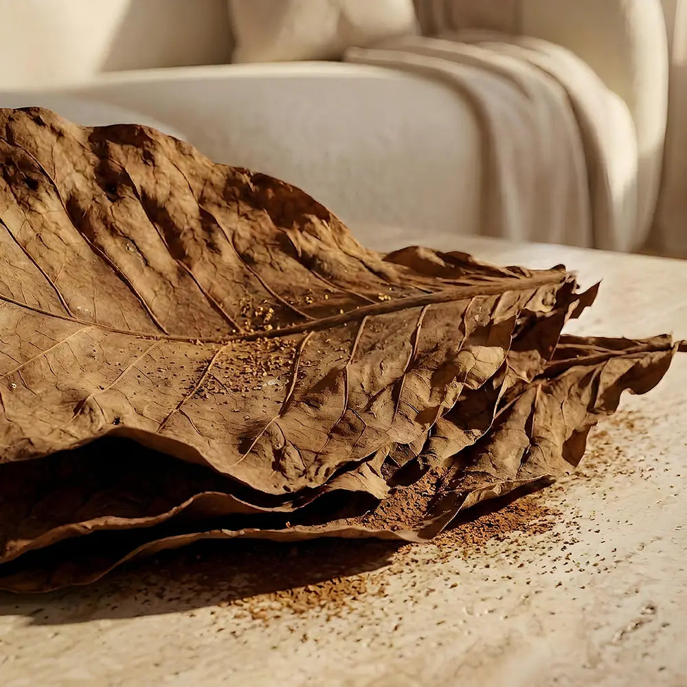 Dried brown leaf on a beige surface in warm sunlight.