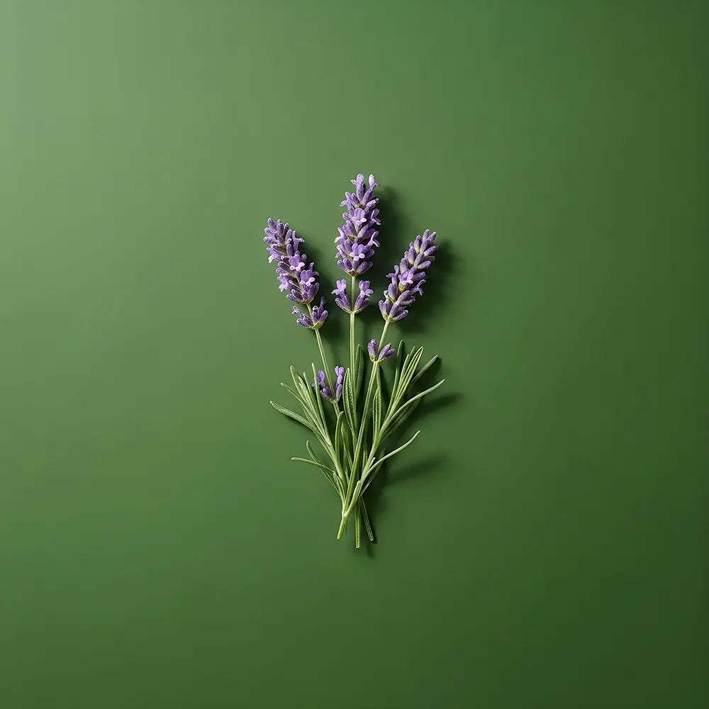 Bouquet of lavender flowers on a green background