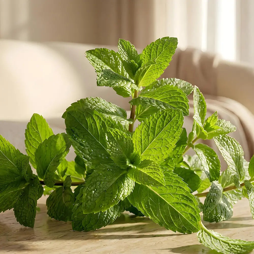 Fresh green mint leaves on a wooden surface indoors.