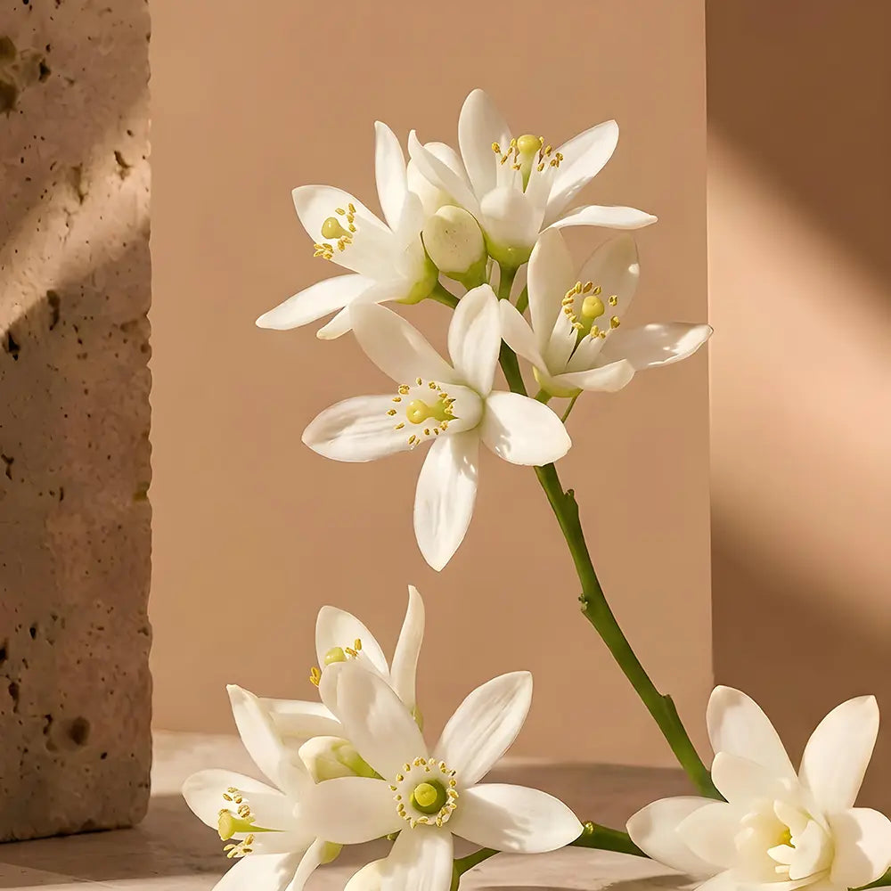 Orange blossom on a beige background