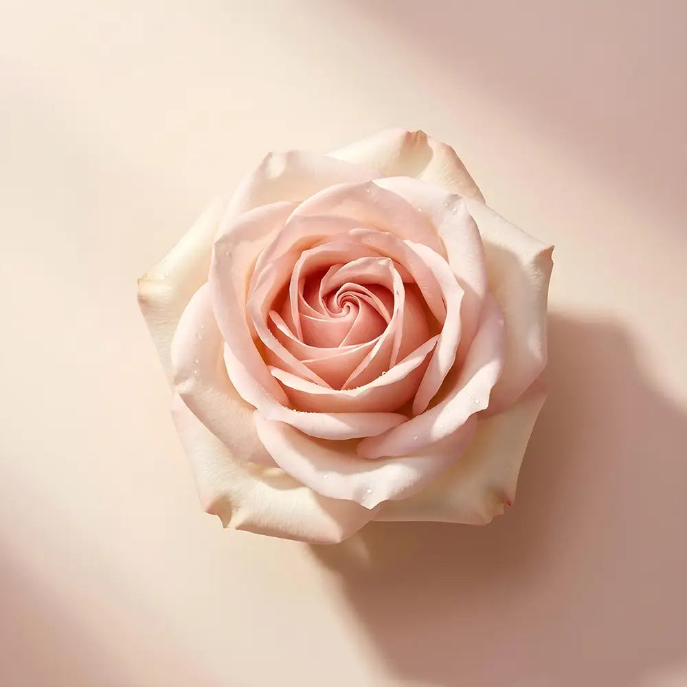 Pale blush pink rose on a soft warm beige background.