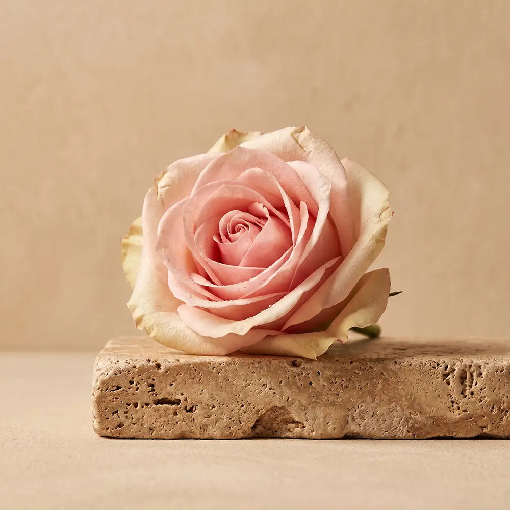Pale pink rose on a rough stone slab against a warm beige background.