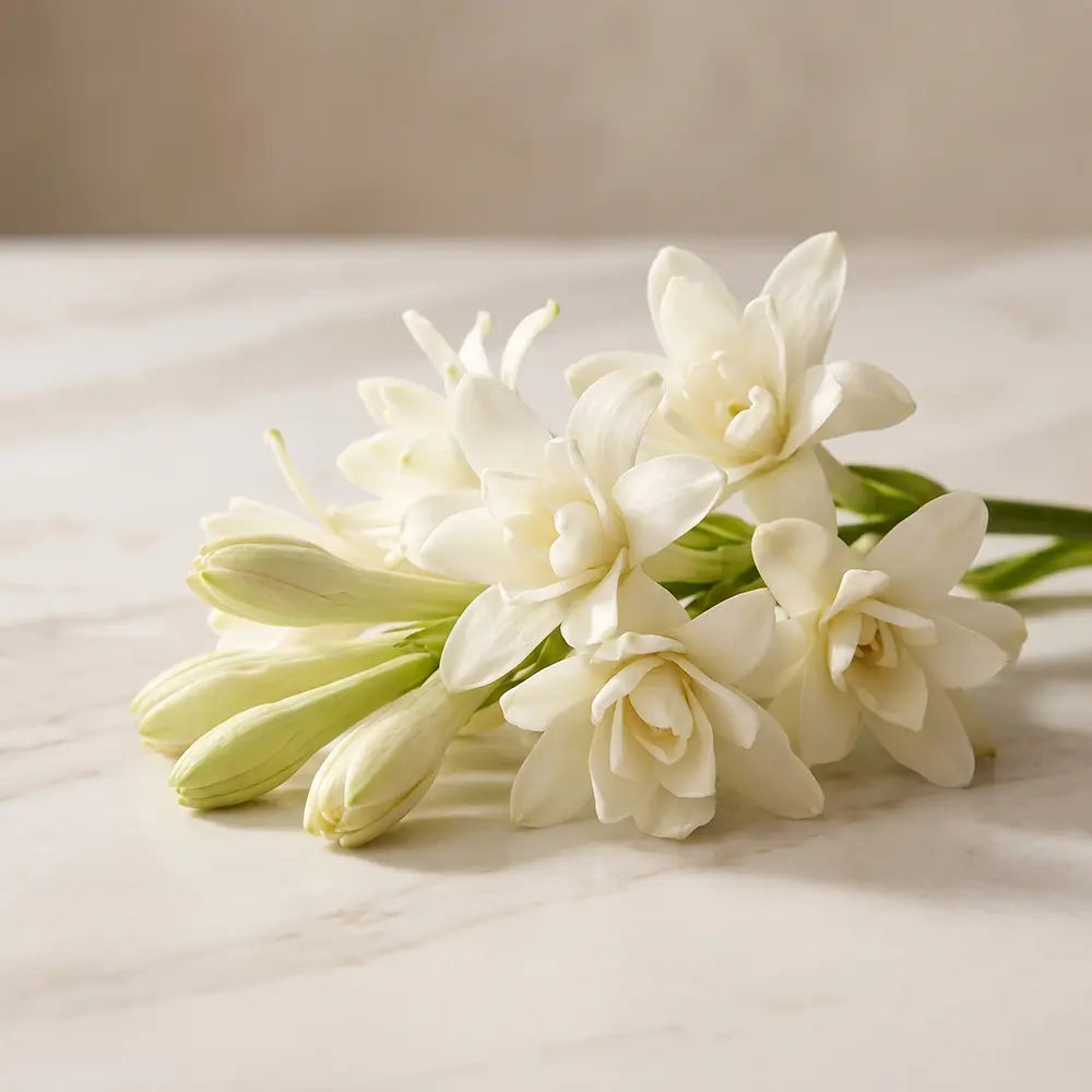 White tuberose flowers with fresh buds on a light marble surface.