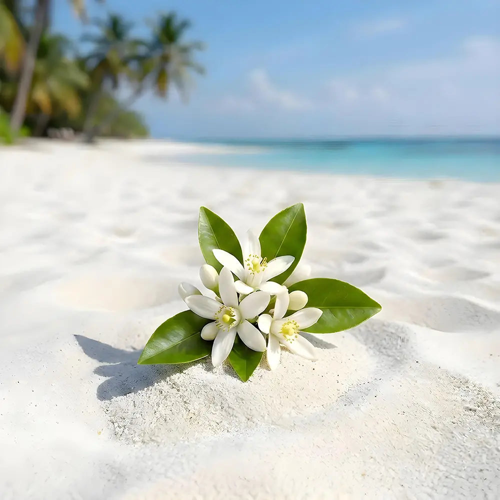 White flowers with green leaves on a sandy tropical beach.